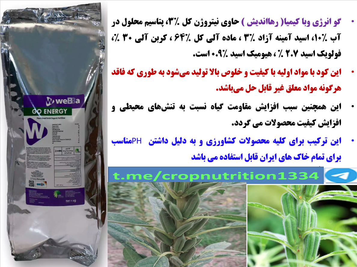 افزایش توان بوته های کنجد در تولید با کود گو انرژی رهااندیش – قسمت چهارم