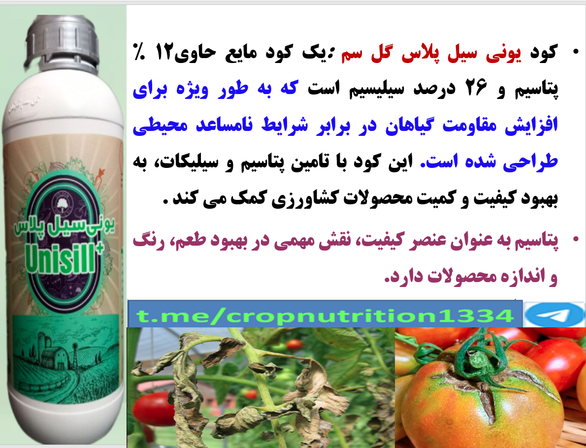 کاربرد کود یونی سیل پلاس گل سم در کشت هیدروپونیک گوجه فرنگی – قسمت چهارم