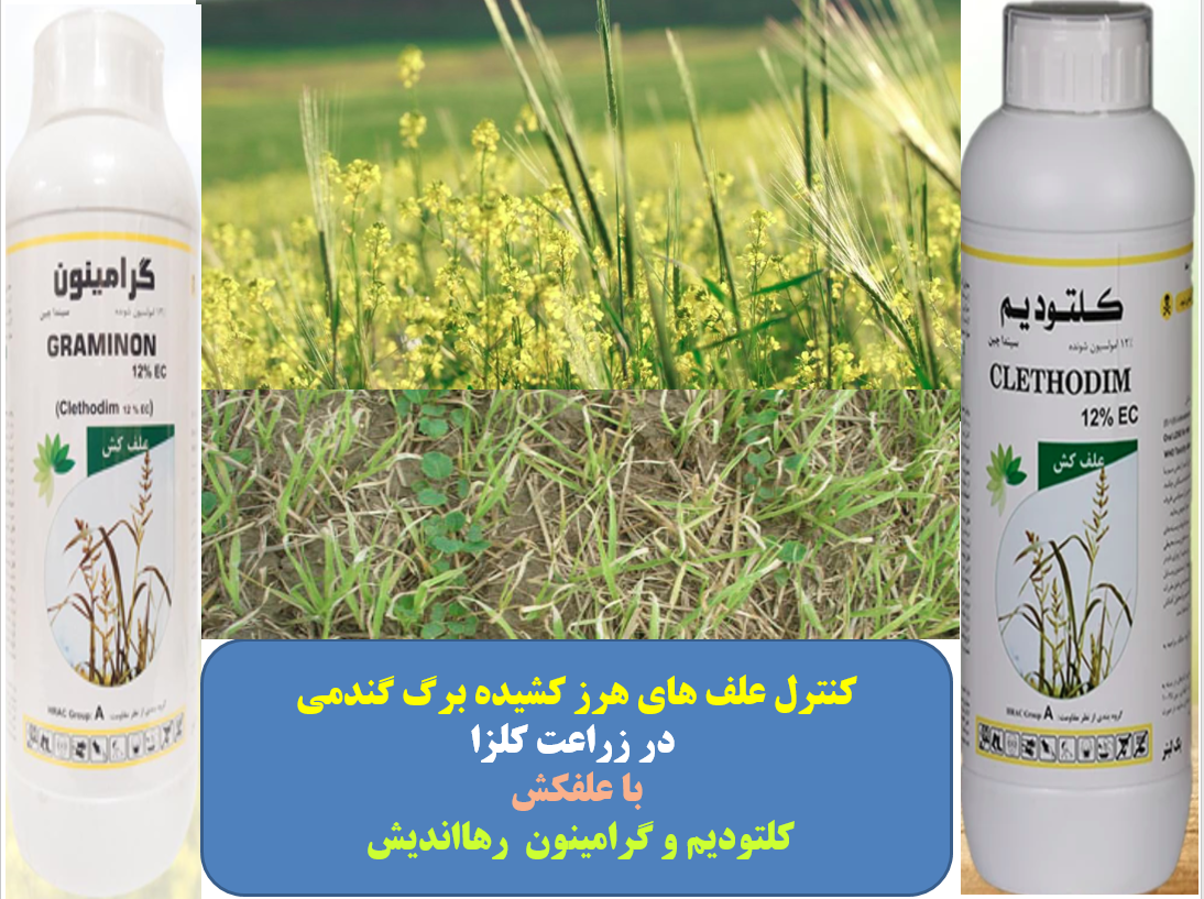 علفکش گرامینون رهااندیش برای کنترل علف های هرز کشیده برگ در زراعت کلزا – قسمت اول