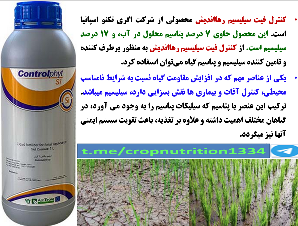 کاربرد کنترل فیت سیلیسیم رهااندیش برای تقویت بوته های برنج – قسمت چهارم