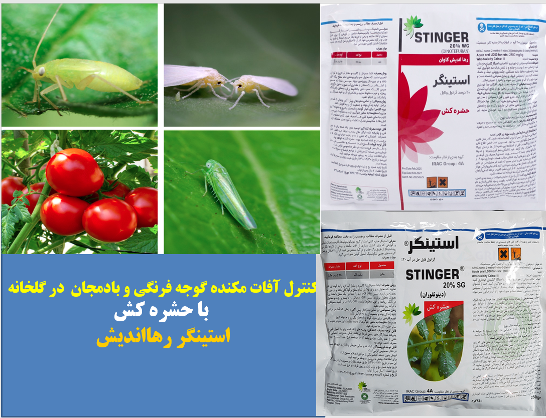 حشره کش استینگر رهااندیش برای کنترل آفات مکنده گوجه فرنگی در گلخانه- قسمت اول
