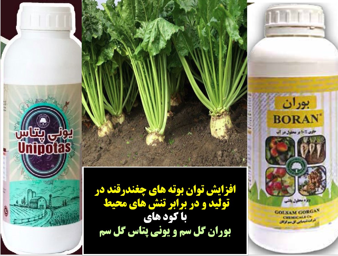 کود بوران گل سم به همراه یونی پتاس گل سم برای افزایش توان بوته های چغندر قند – قسمت اول