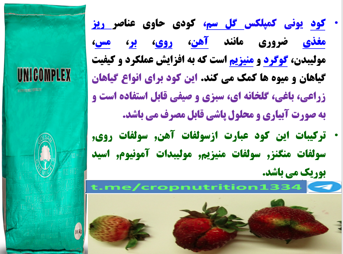 افزایش توان بوته های توت فرنگی در تولید میوه با کود یونی کمپلکس گل سم – قسمت چهارم