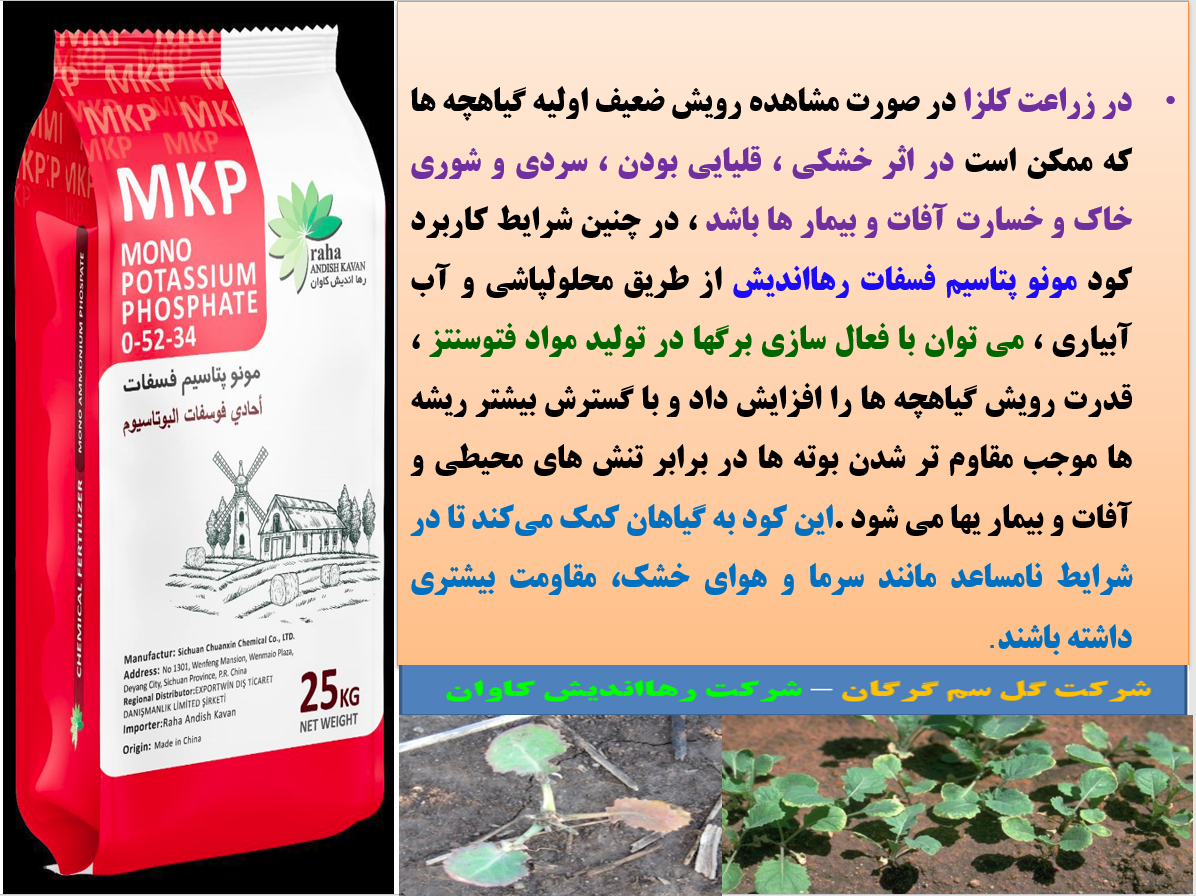 تقویت گیاهچه های کلزا با کود مونو پتاسیم فسفات رهااندیش- قسمت دوم تقویت گیاهچه های کلزا با کود مونو پتاسیم فسفات رهااندیش- قسمت دوم
