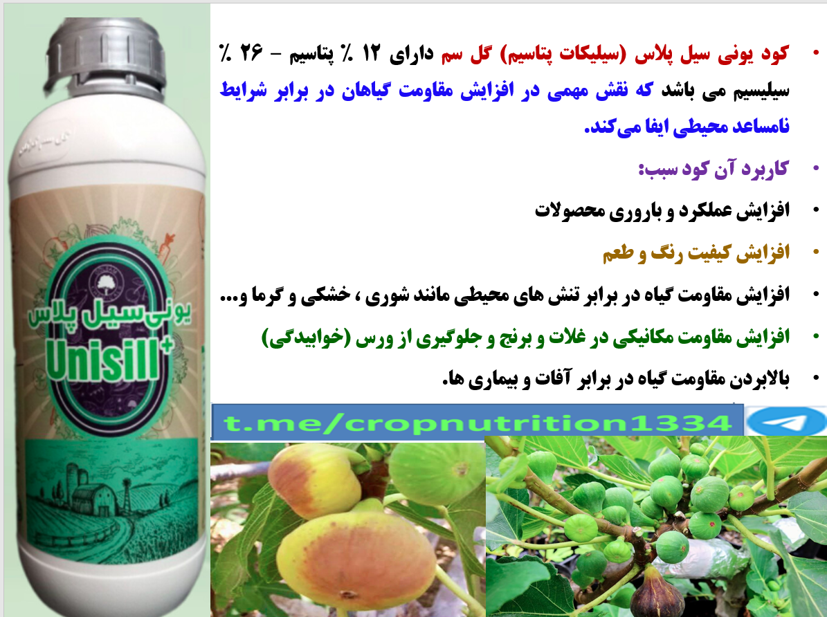 کاربرد کود یونی سیل پلاس گل سم در افزایش میوه دهی و کیفیت میوه انجیر – قسمت چهارم