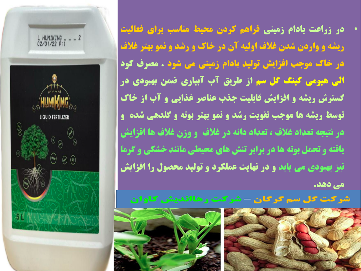 کود آلی هیومی کینگ گل سم برای افزایش تولید در زراعت بادام زمینی- قسمت دوم 3