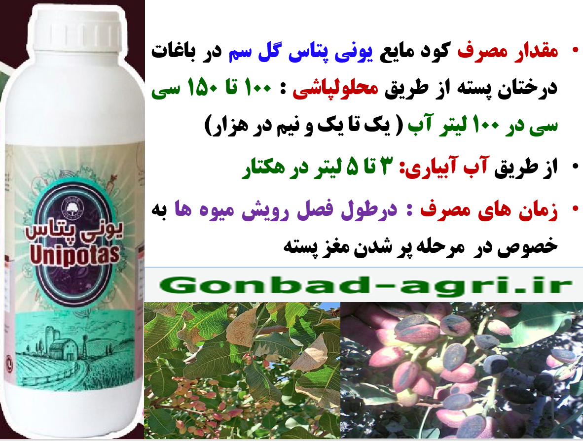 کود یونی پتاس گل سم برای حفظ تولید و کیفیت پسته – قسمت سوم