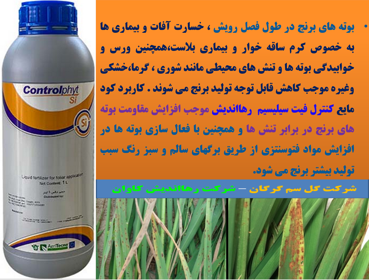 کاربرد کنترل فیت سیلیسیم رهااندیش برای تقویت بوته های برنج – قسمت دوم