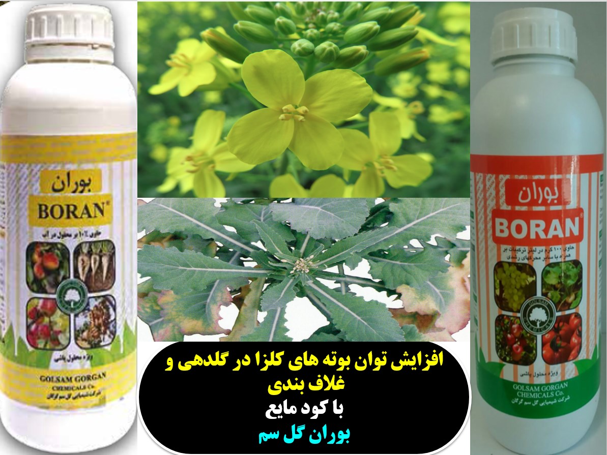 افزایش توان گلدهی و غلاف بندی و عملکرد کلزا با کود بوران گل سم – قسمت اول