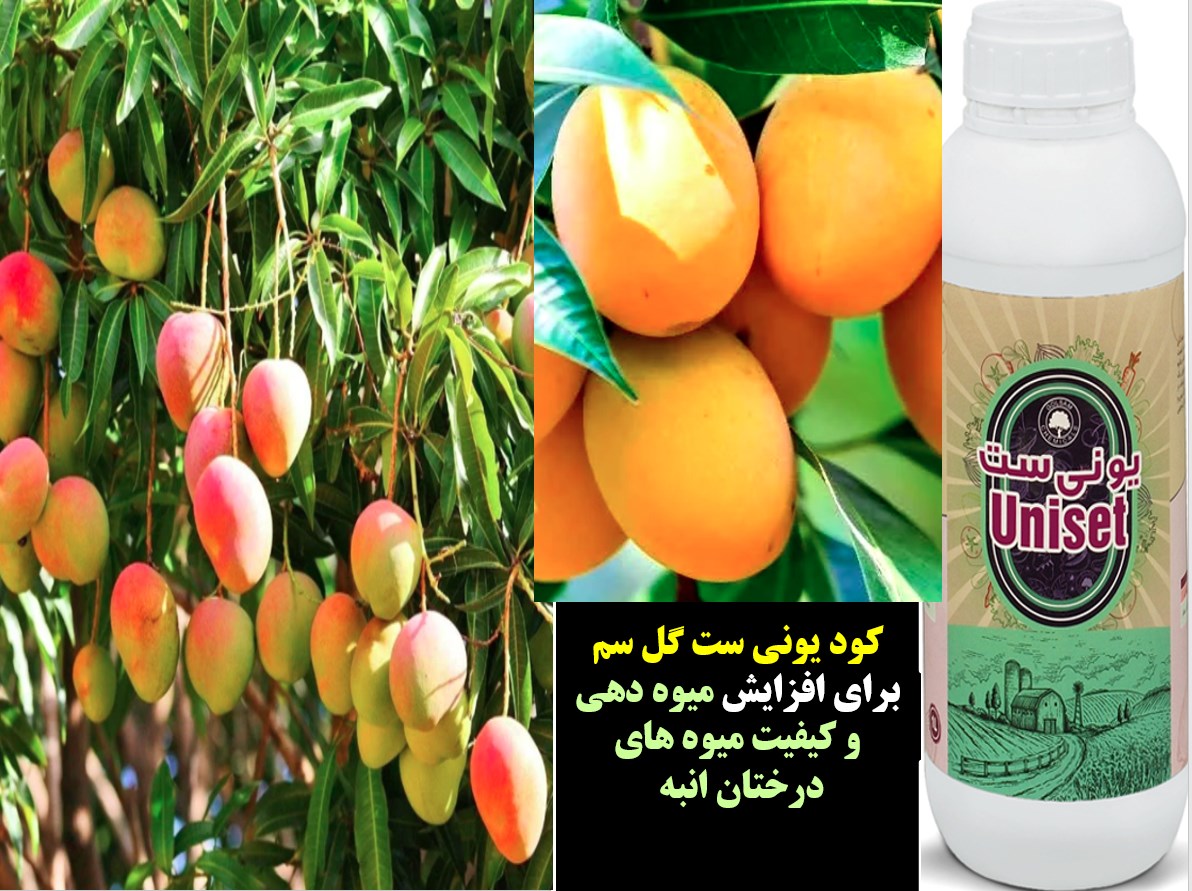 کود یونی ست گل سم برای افزایش میوه دهی و کیفیت میوه های درخت انبه – قسمت اول