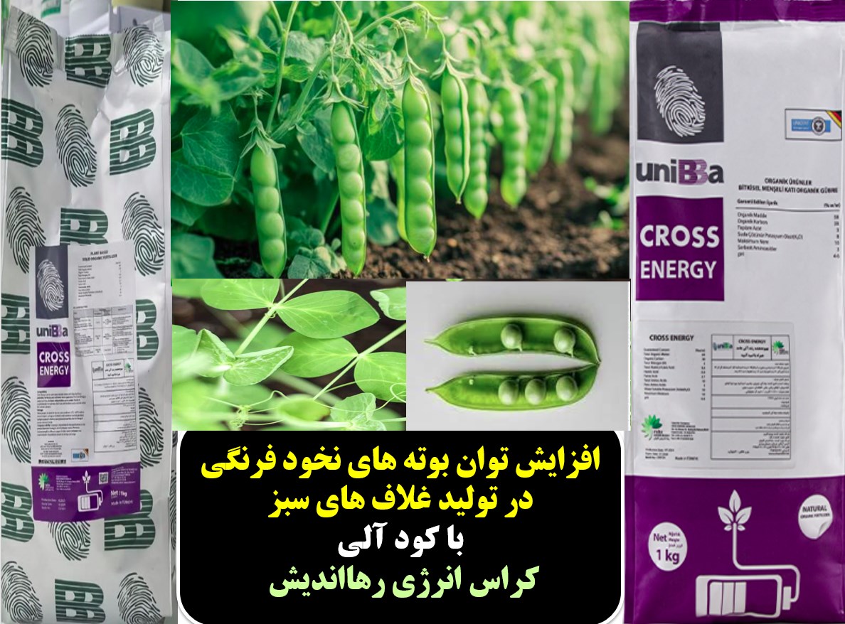 کود آلی کراس انرژی رهااندیش برای افزایش تولید نخود فرنگی -قسمت اول