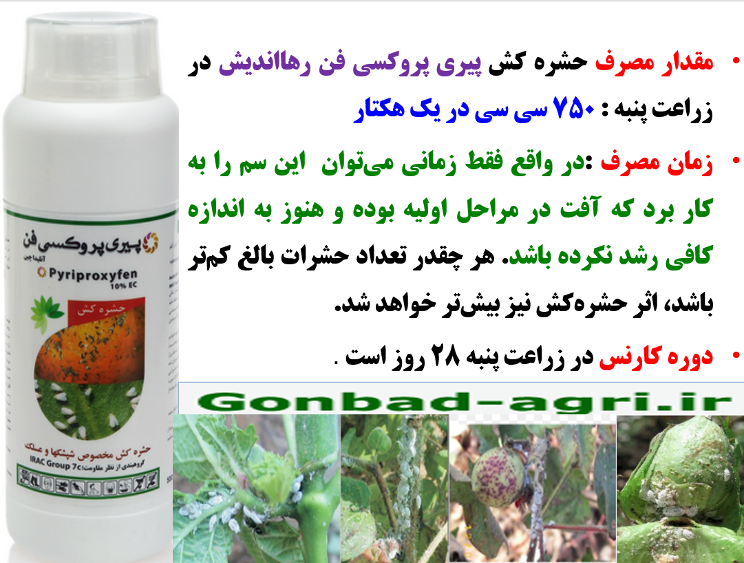 کنترل سفید بالک در زراعت پنبه با حشره کش پیری پیروکسی فن رهااندیش – قسمت سوم