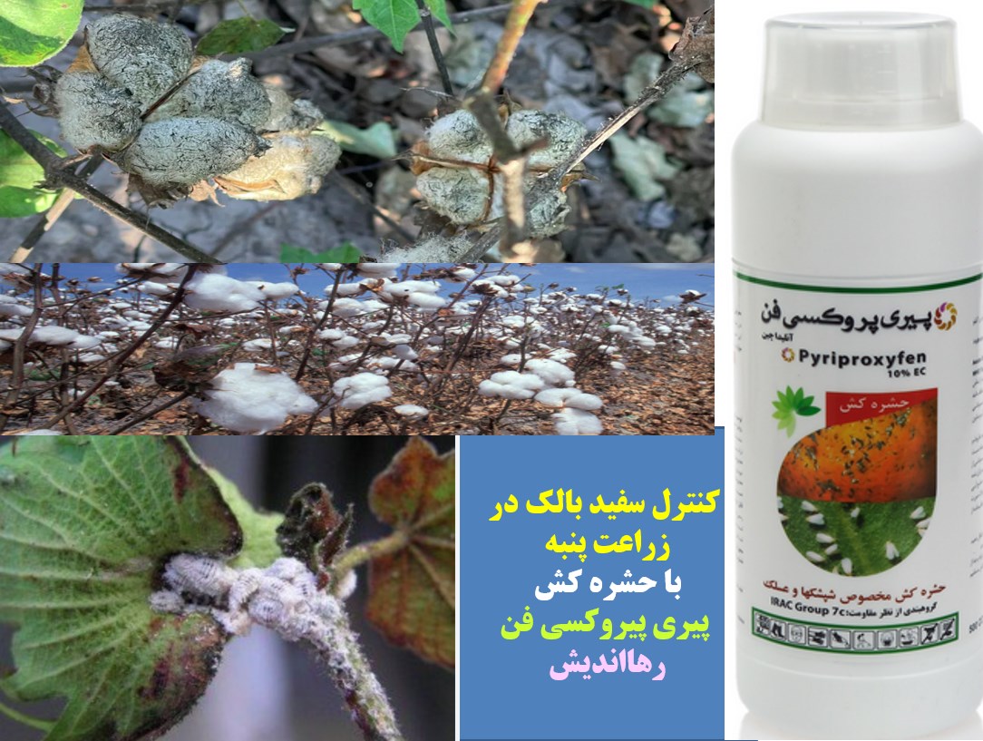 کنترل سفید بالک در زراعت پنبه با حشره کش پیری پیروکسی فن رهااندیش – قسمت اول