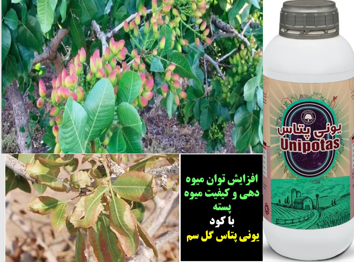 کود یونی پتاس گل سم برای حفظ تولید و کیفیت پسته – قسمت اول