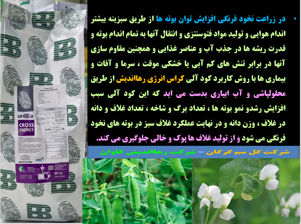 کود آلی کراس انرژی رهااندیش برای افزایش تولید نخود فرنگی -قسمت دوم