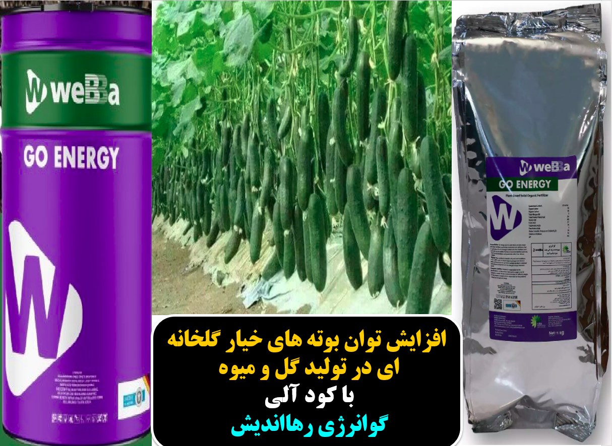 افزایش توان گلدهی و میوه دهی خیار گلخانه با کود گوانرژی رهااندیش – قسمت اول