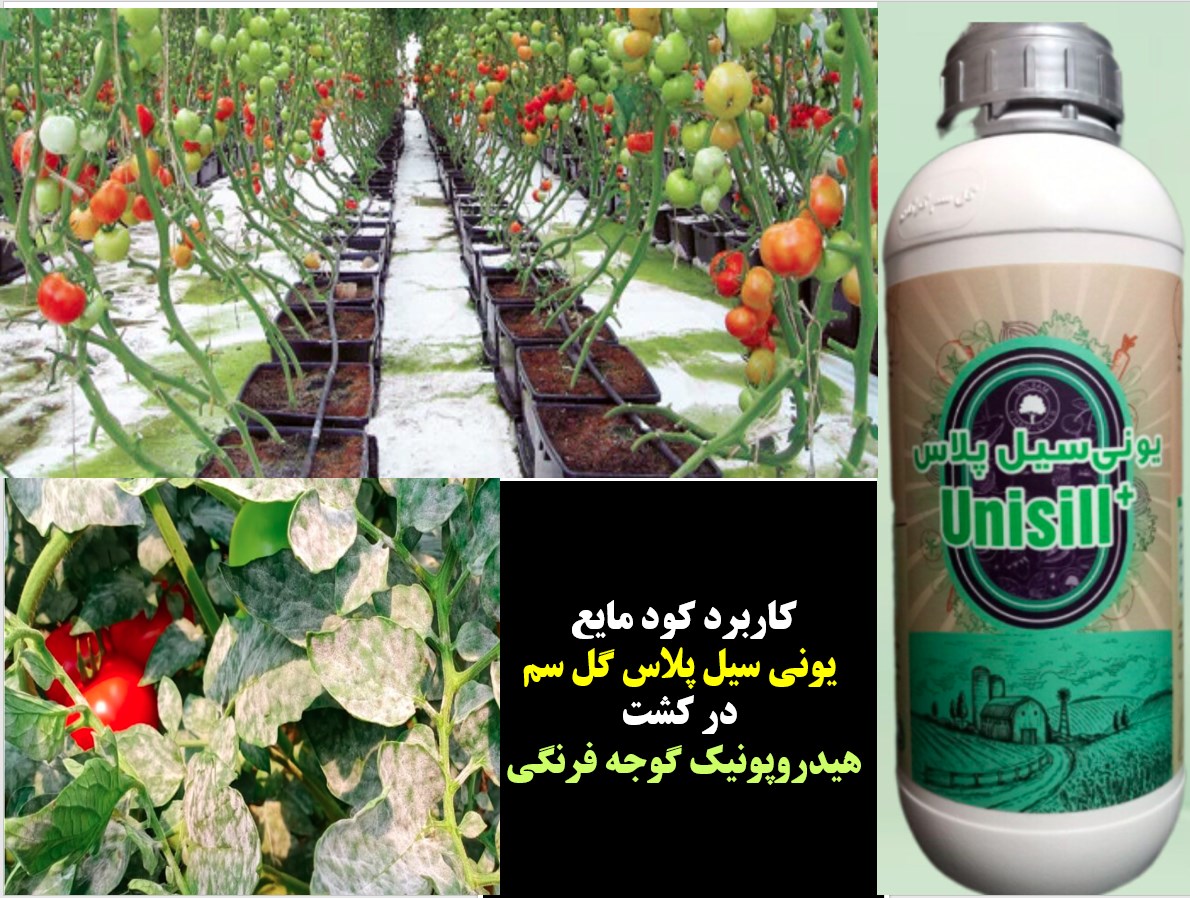 کاربرد کود یونی سیل پلاس گل سم در کشت هیدروپونیک گوجه فرنگی – قسمت اول