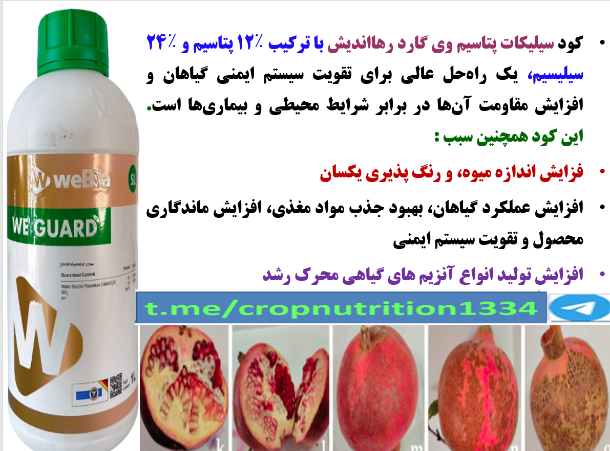 حفاظت کیفیت میوه های انار در برابر تنش های محیطی با کود وی گارد رهااندیش – قسمت چهارم