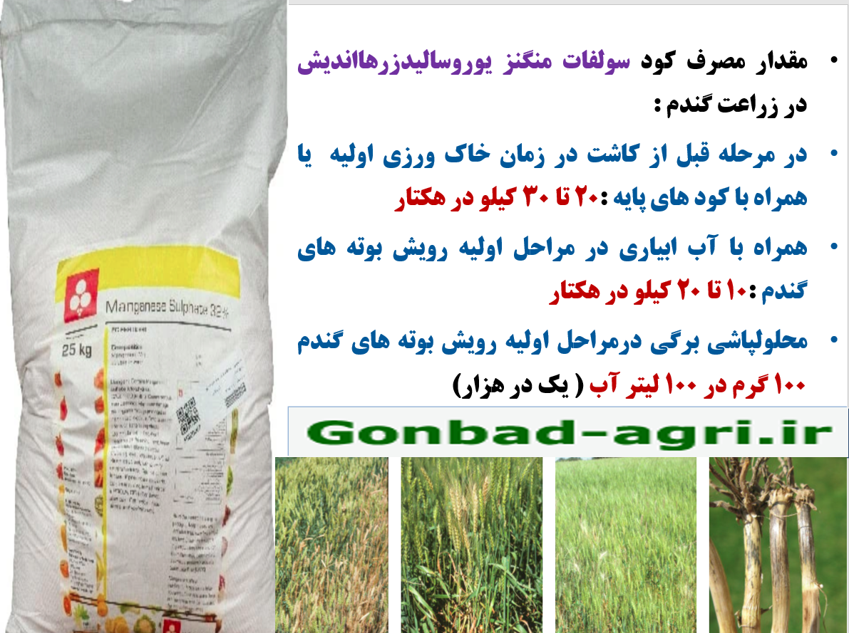 مقاوم سازی بوته ای گندم در برابر بیماری پاخوره با کود سولفات منگنز رهااندیش – قسمت سوم