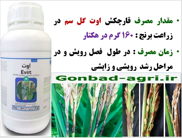 تاثیر قارچکش اوت گل سم در کنترل بیماری های برنج – قسمت سوم 3
