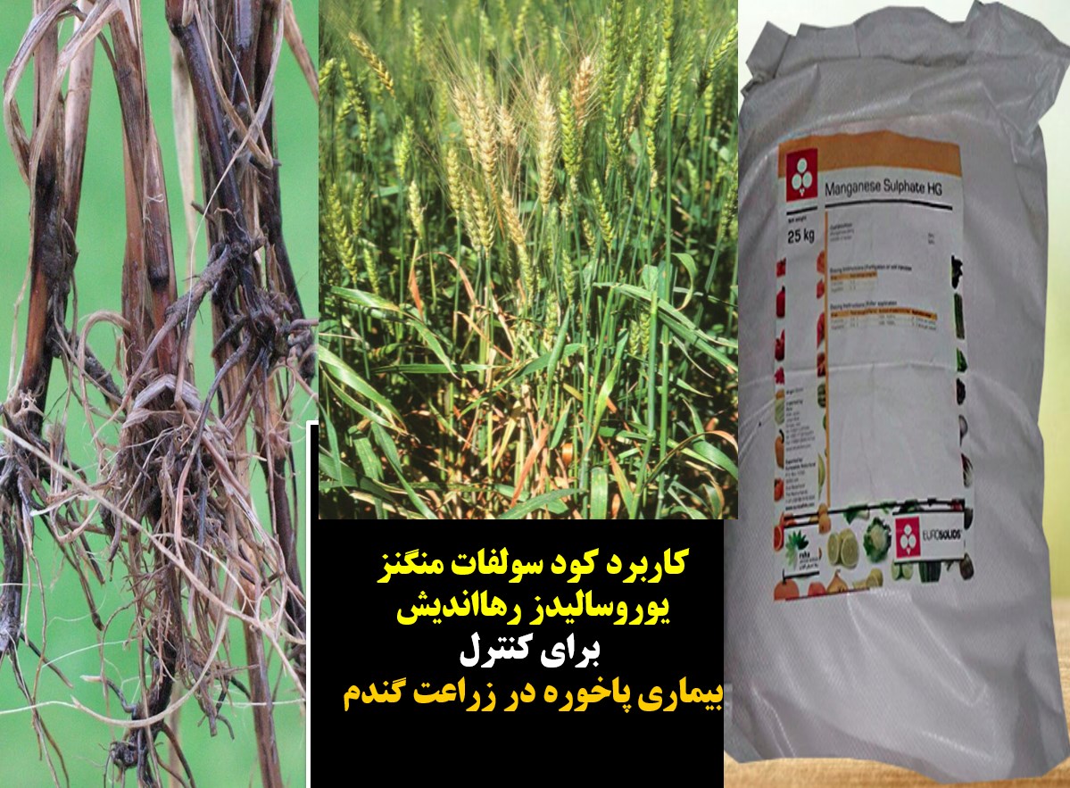 مقاوم سازی بوته ای گندم در برابر بیماری پاخوره با کود سولفات منگنز رهااندیش – قسمت اول