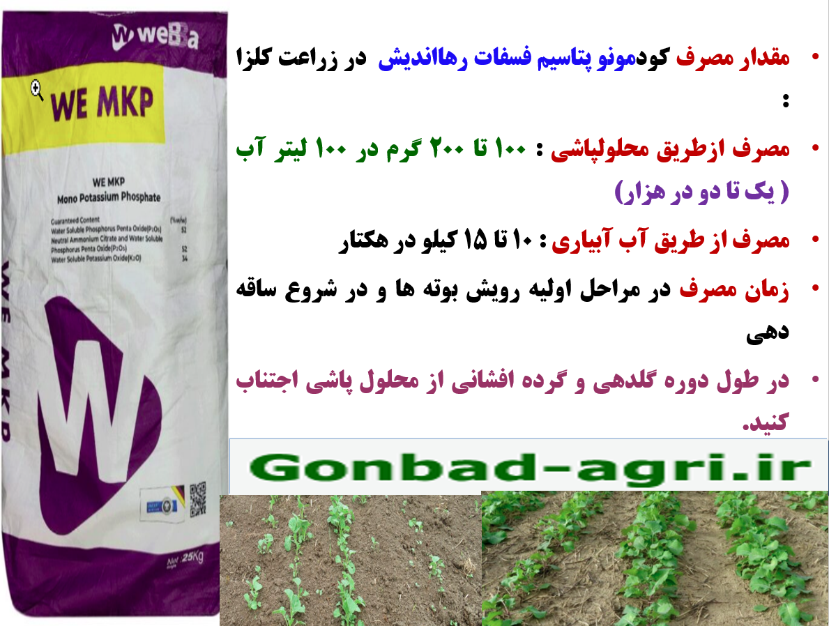 تقویت گیاهچه های کلزا با کود مونو پتاسیم فسفات رهااندیش- قسمت سوم تقویت گیاهچه های کلزا با کود مونو پتاسیم فسفات رهااندیش- قسمت سوم