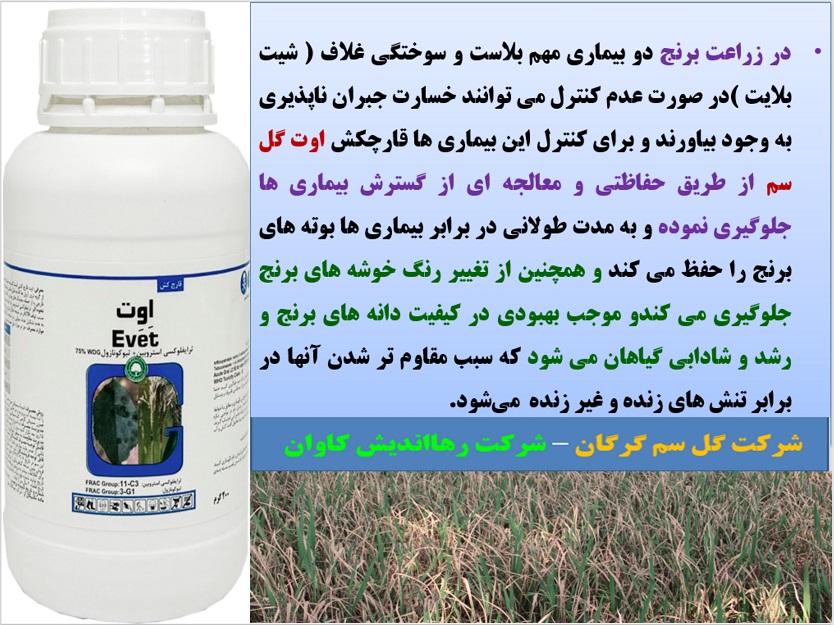 تاثیر قارچکش اوت گل سم در کنترل بیماری های برنج – قسمت دوم 3