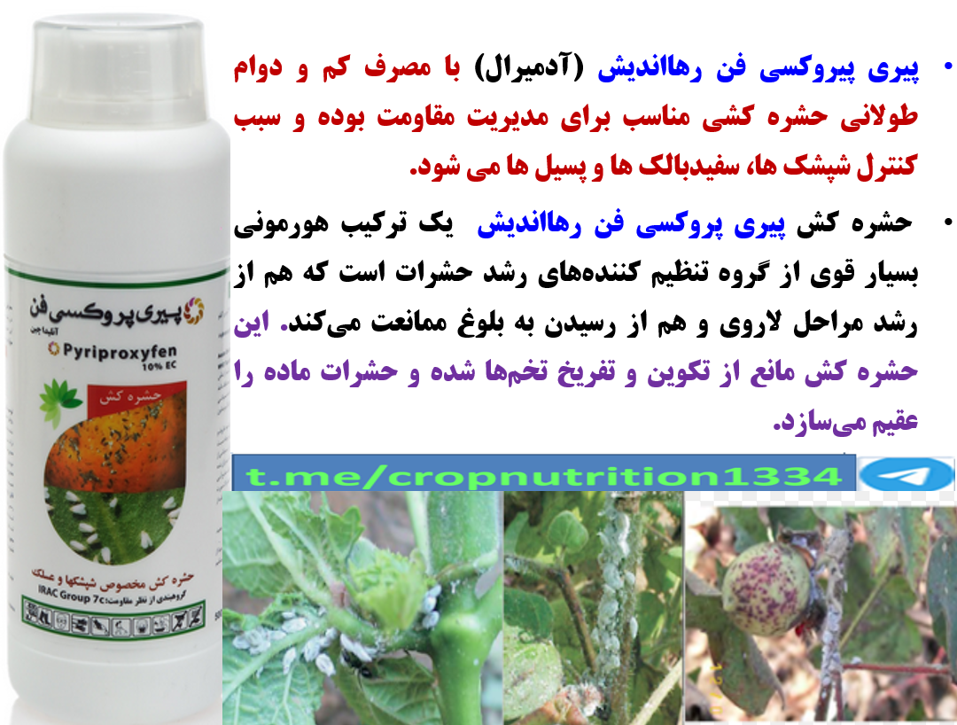 کنترل سفید بالک در زراعت پنبه با حشره کش پیری پیروکسی فن رهااندیش – قسمت چهارم