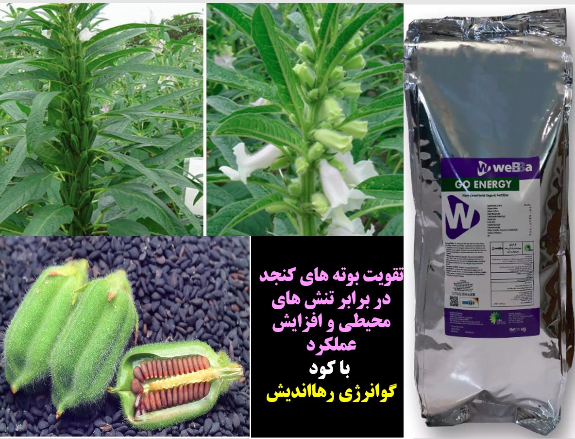 افزایش توان بوته های کنجد در تولید با کود گو انرژی رهااندیش – قسمت اول