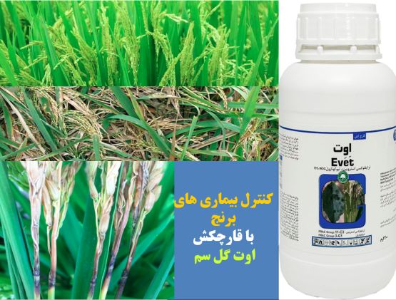 تاثیر قارچکش اوت گل سم در کنترل بیماری های برنج - قسمت اول 3