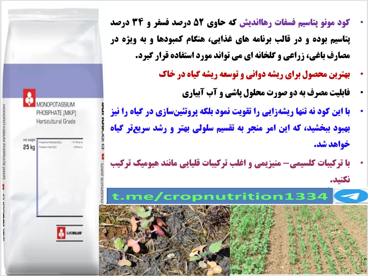 تقویت گیاهچه های کلزا با کود مونو پتاسیم فسفات رهااندیش- قسمت چهارم
