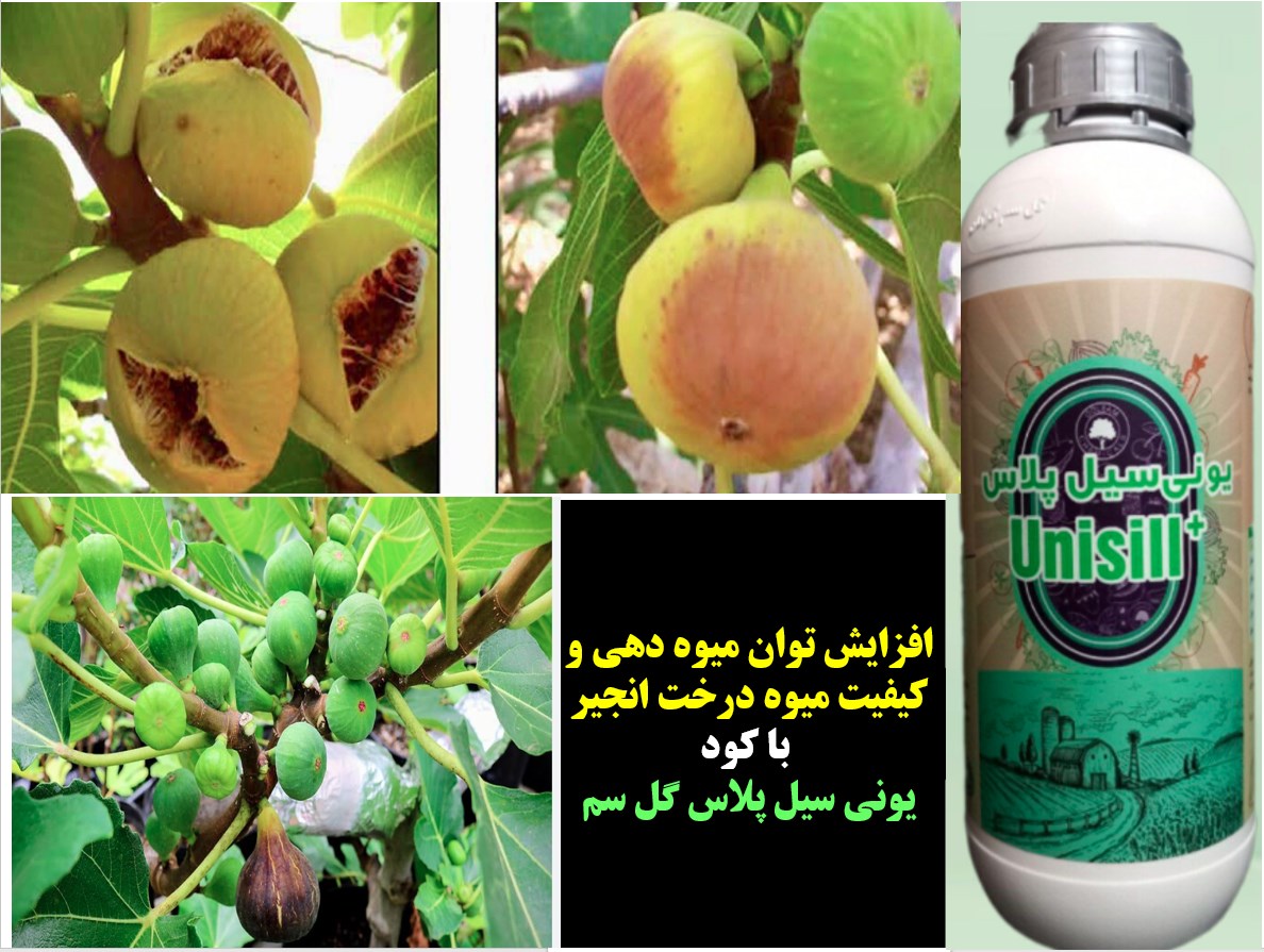 کاربرد کود یونی سیل پلاس گل سم در افزایش میوه دهی و کیفیت میوه انجیر - قسمت اول 3