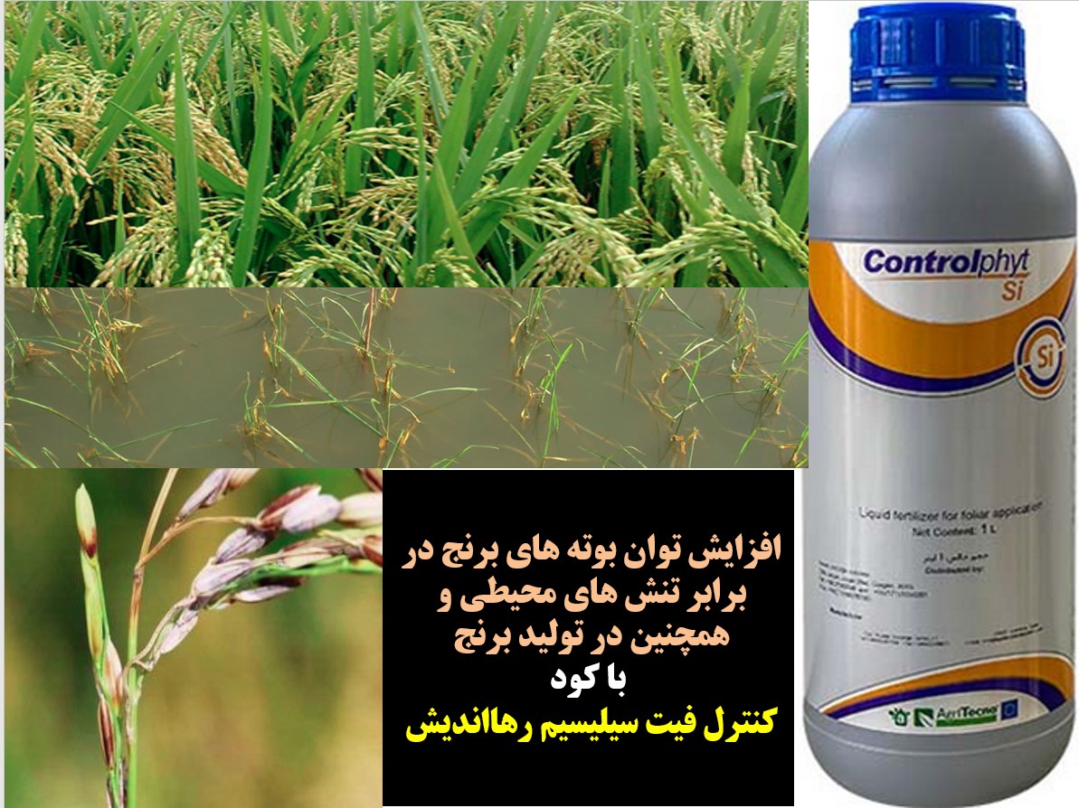 کاربرد کنترل فیت سیلیسیم رهااندیش برای تقویت بوته های برنج – قسمت اول