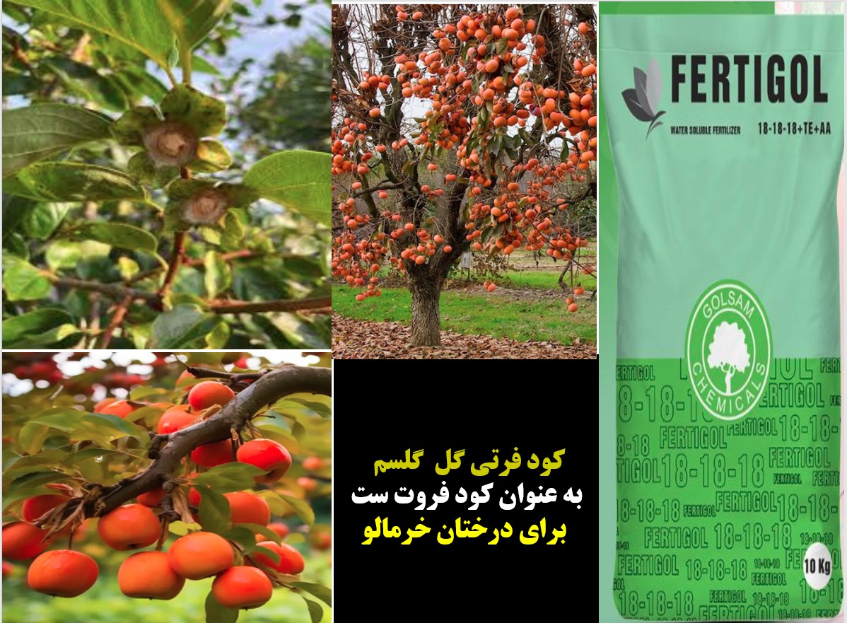 کود فرتی گل ۱۸-۱۸-۱۸ گل سم برای افزایش تولید میوه درختان خرمالو- قسمت اول