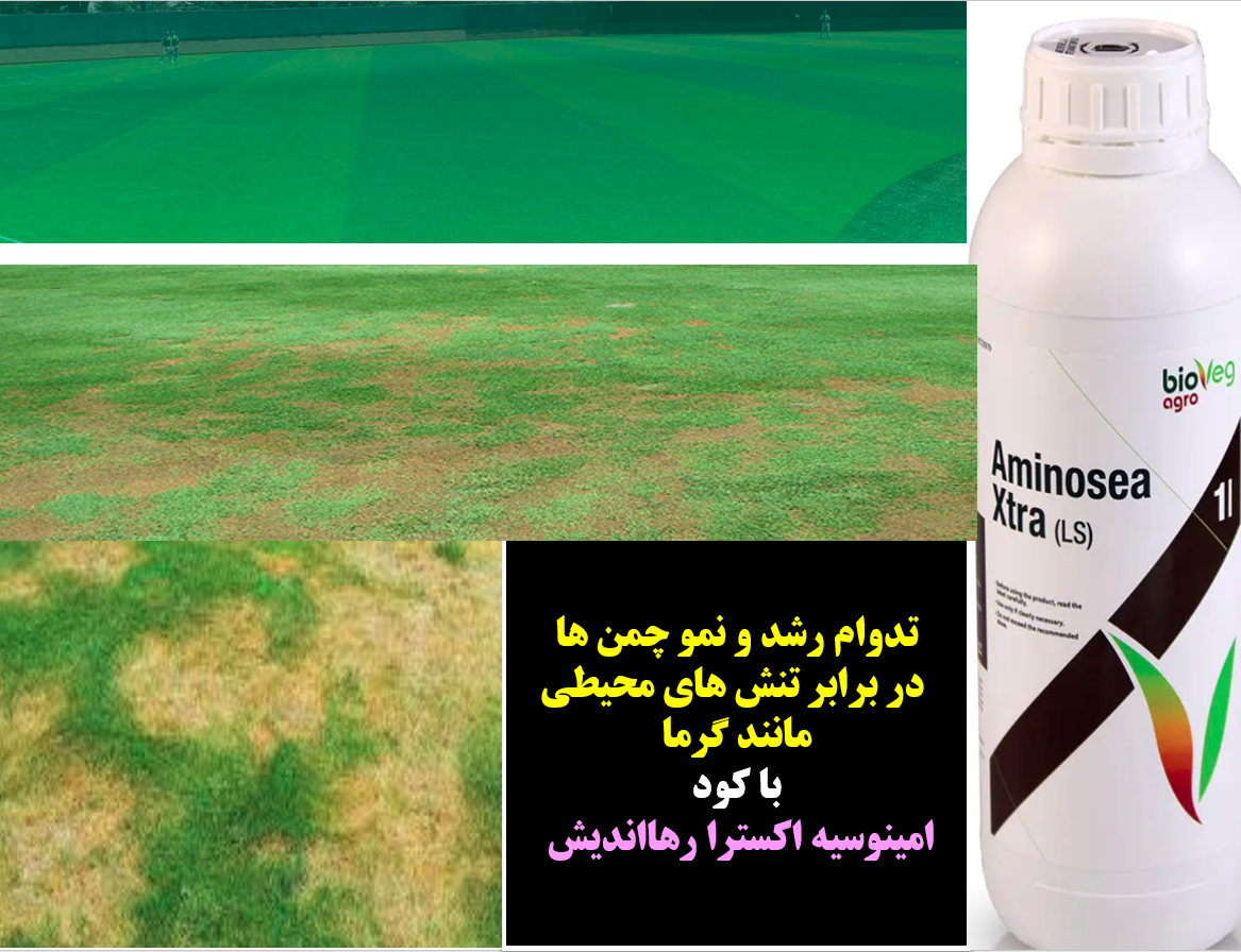 افزایش توان بوته های چمن در برابر تنش های محیطی با کود امینو سیه اکسترا رهااندیش – قسمت اول