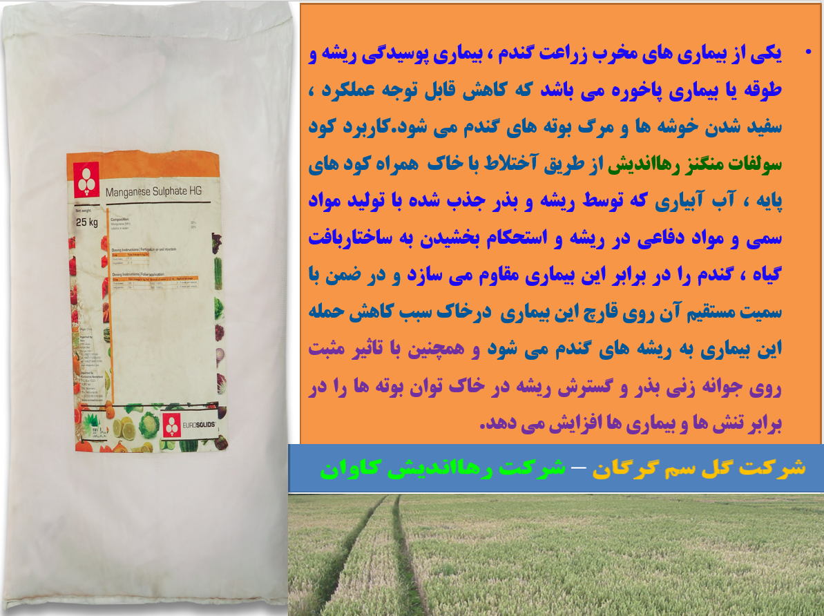 مقاوم سازی بوته ای گندم در برابر بیماری پاخوره با کود سولفات منگنز رهااندیش – قسمت دوم