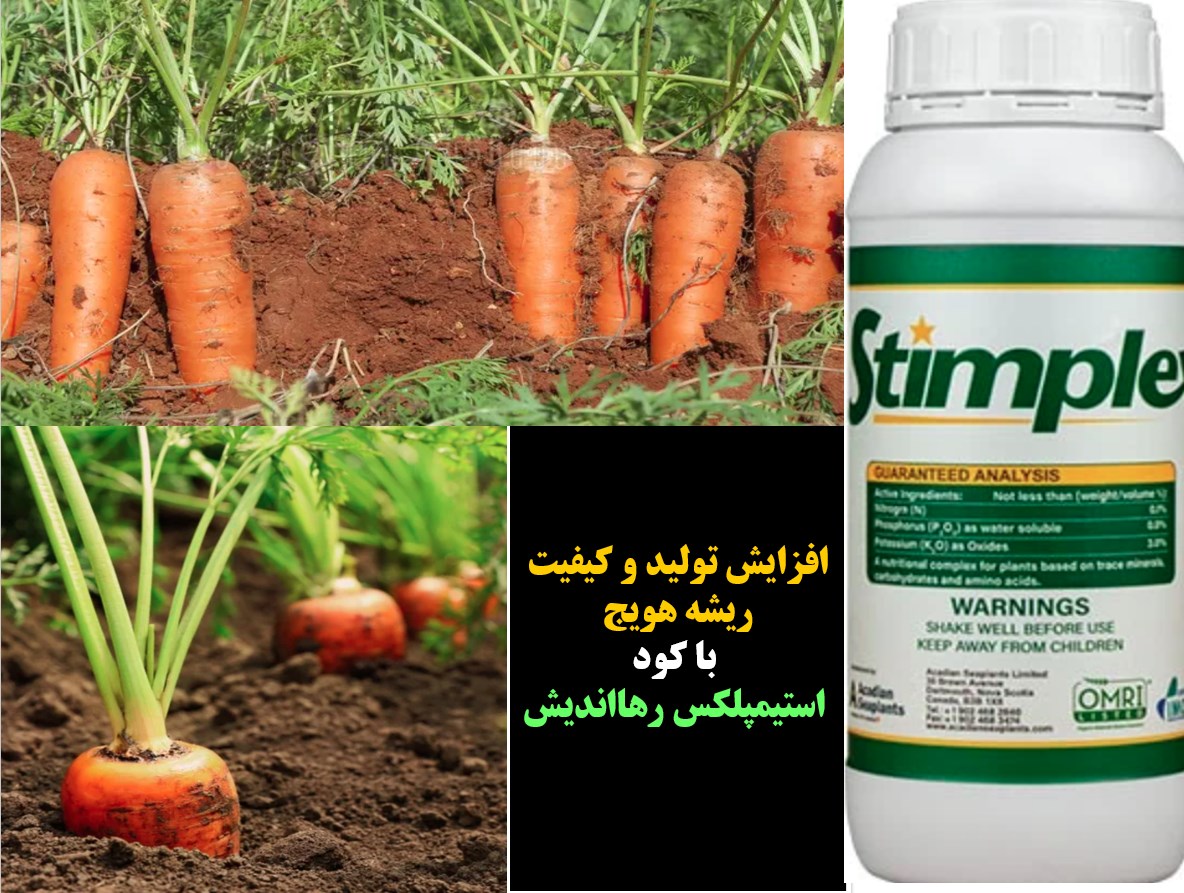کود آلی استیمپلکس رهااندیش برای افزایش تولید و کیفیت ریشه هویج – قسمت اول