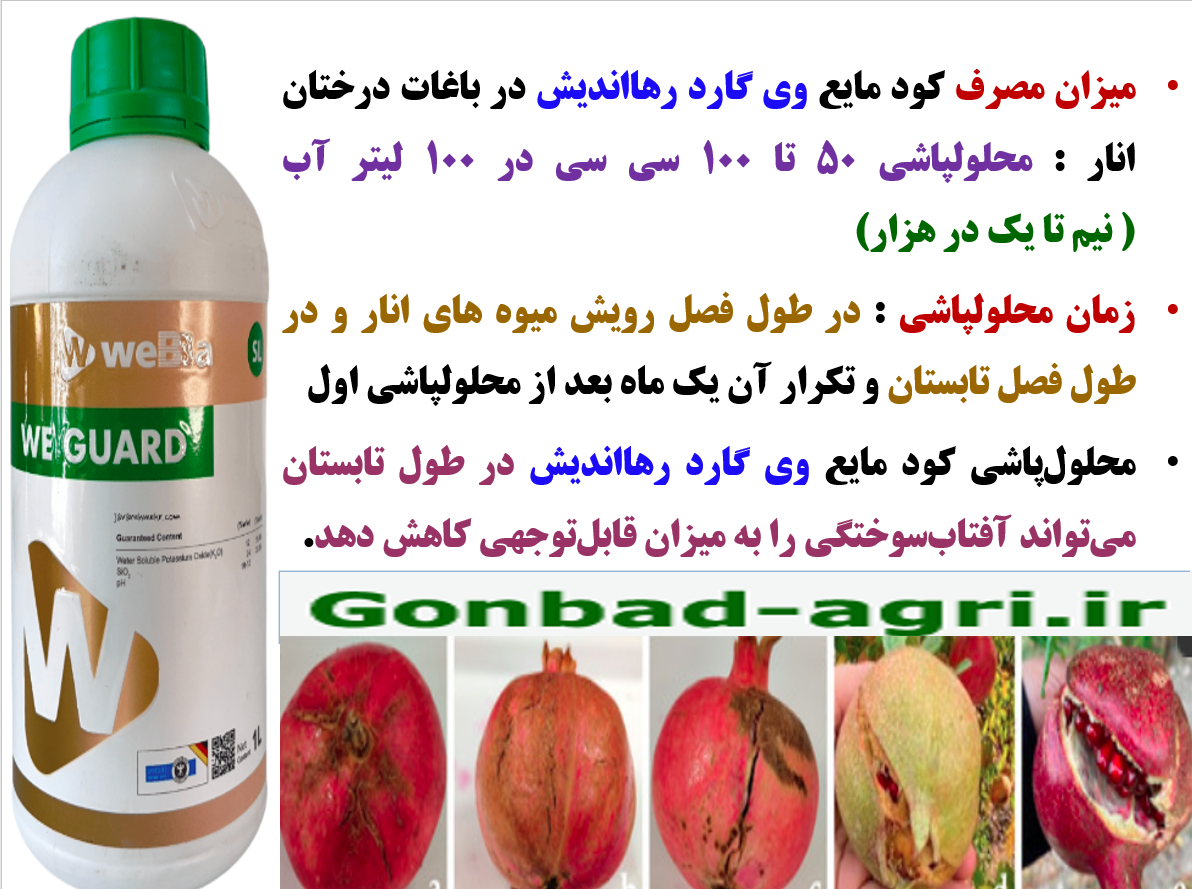 حفاظت کیفیت میوه های انار در برابر تنش های محیطی با کود وی گارد رهااندیش – قسمت سوم