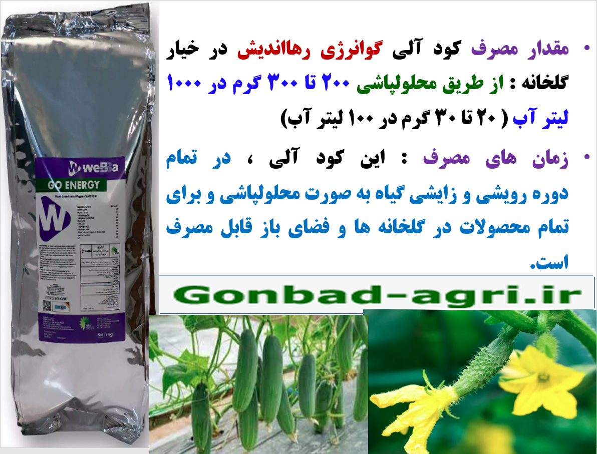 افزایش توان گلدهی و میوه دهی خیار گلخانه با کود گوانرژی رهااندیش – قسمت سوم