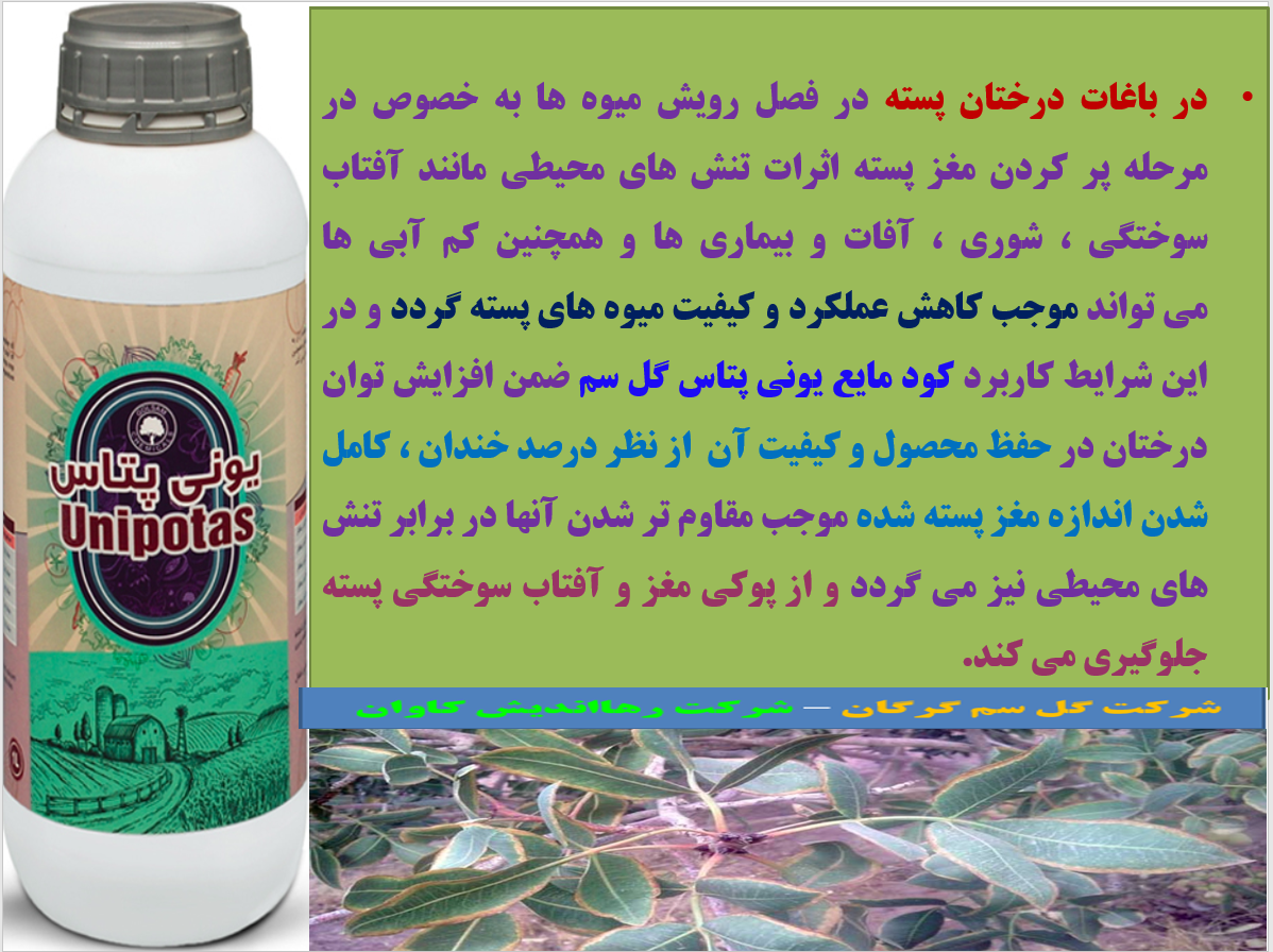 کود یونی پتاس گل سم برای حفظ تولید و کیفیت پسته – قسمت دوم