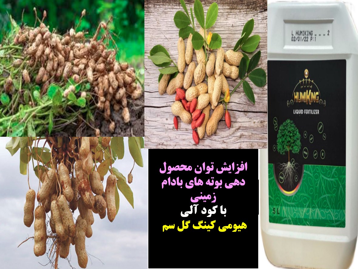 کود آلی هیومی کینگ گل سم برای افزایش تولید در زراعت بادام زمینی- قسمت اول 3