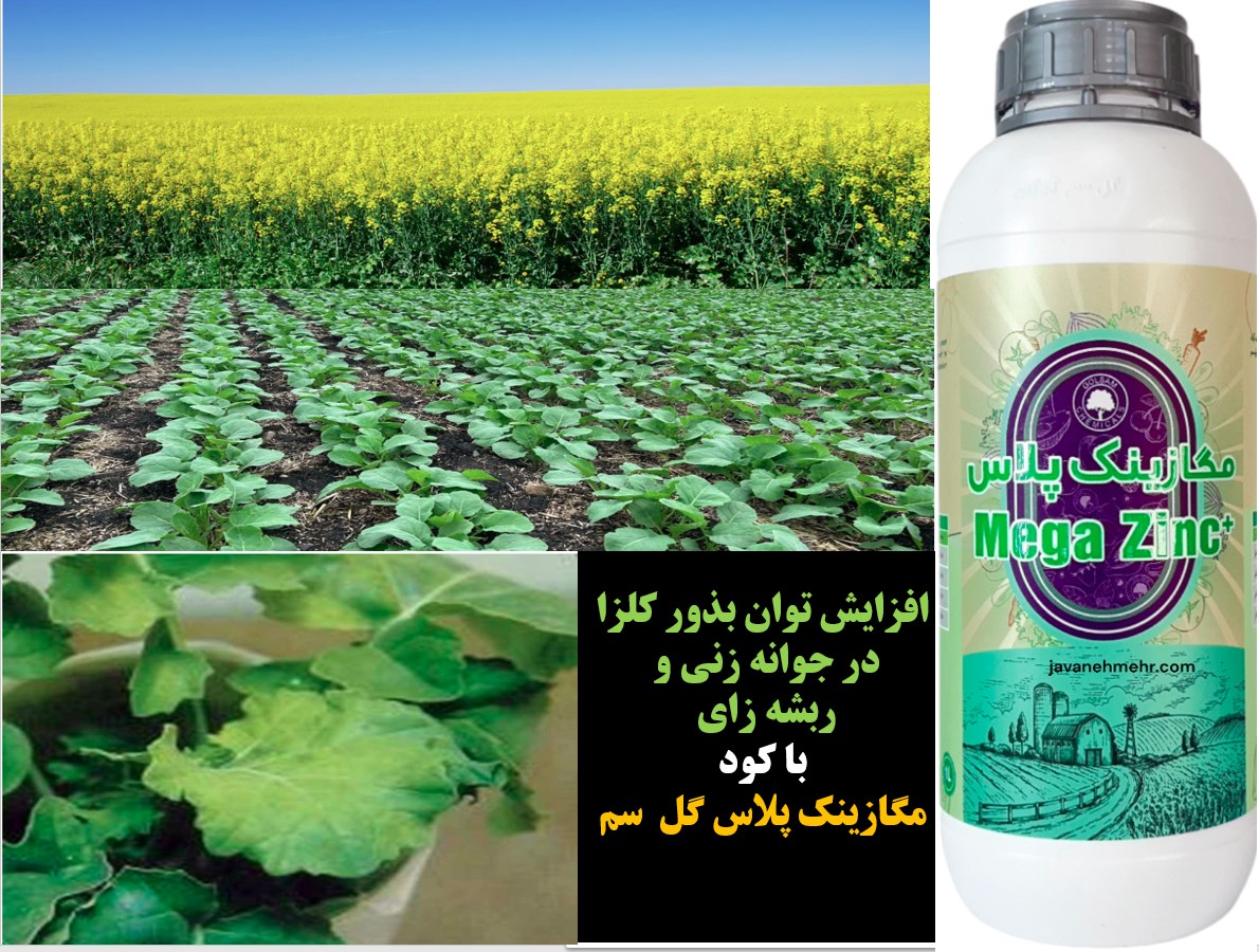 کود مگازینک پلاس گل سم برای بذر مال بذور کلزا – قسمت اول