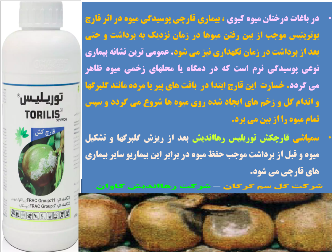 کنترل بیماری پوسیدگی میوه کیوی با قارچکش توریلیس رهااندیش – قسمت دوم