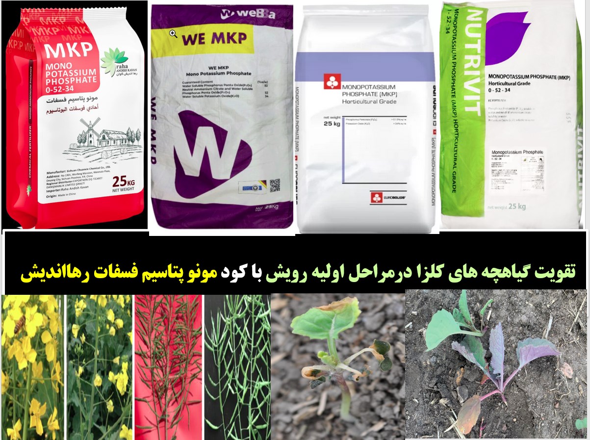 تقویت گیاهچه های کلزا با کود مونو پتاسیم فسفات رهااندیش- قسمت اول تقویت گیاهچه های کلزا با کود مونو پتاسیم فسفات رهااندیش- قسمت اول