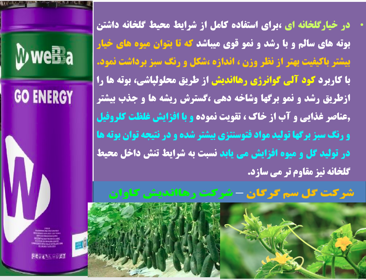 افزایش توان گلدهی و میوه دهی خیار گلخانه با کود گوانرژی رهااندیش – قسمت دوم