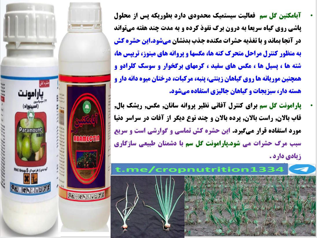 کنترل آفات پیاز به خصوص تریپس پیاز با سموم پارامونت و ابامکتین گل سم – قسمت چهارم