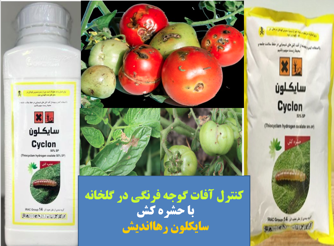 حشره کش سایکلون رهااندیش برای کنترل آفات گوجه فرنگی در گلخانه – قسمت اول