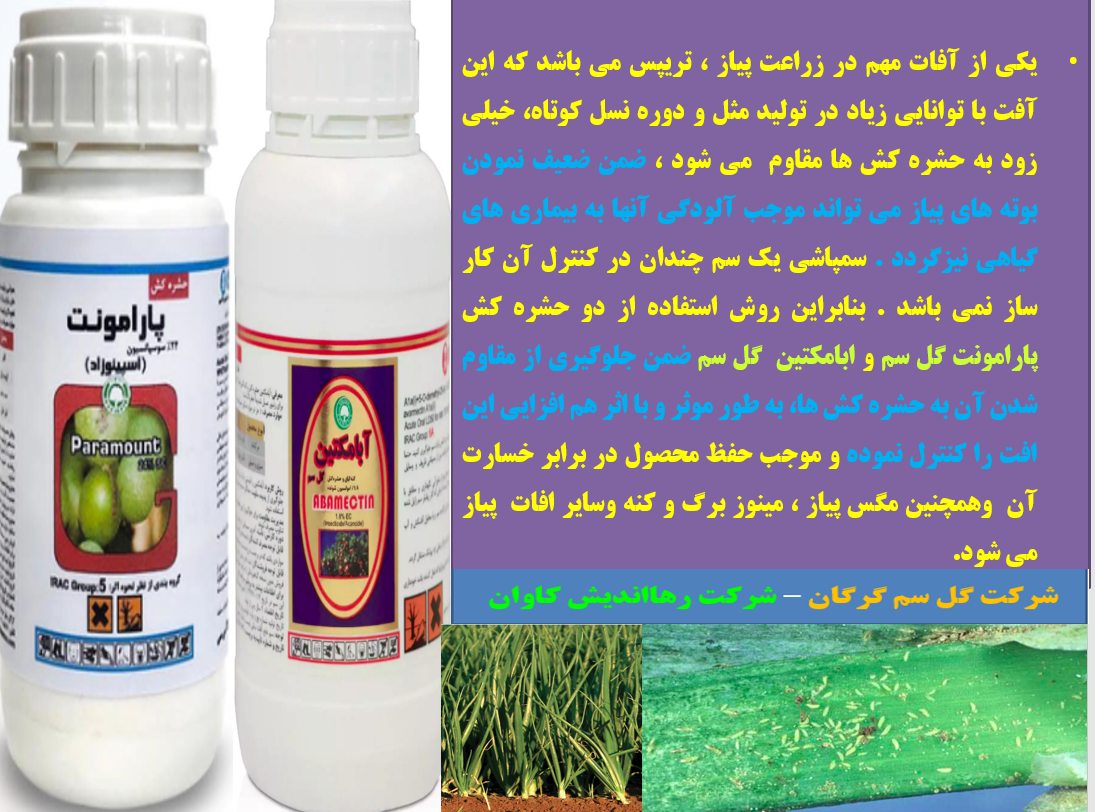 کنترل آفات پیاز به خصوص تریپس پیاز با سموم پارامونت و ابامکتین گل سم – قسمت دوم