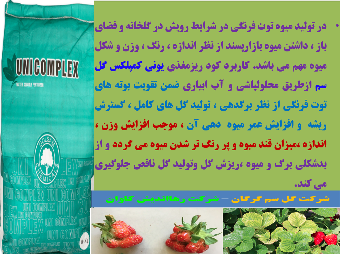افزایش توان بوته های توت فرنگی در تولید میوه با کود یونی کمپلکس گل سم – قسمت دوم