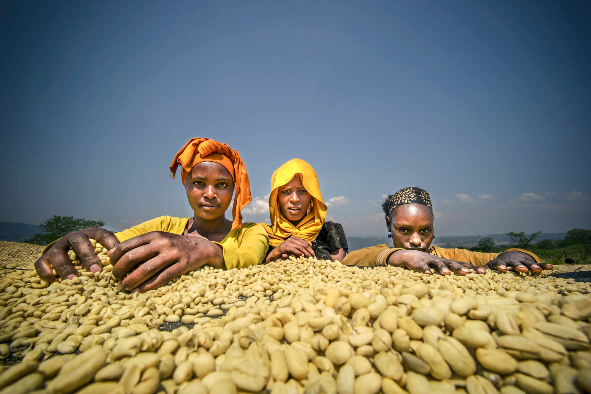 مزرعه قهوه در اتیوپی